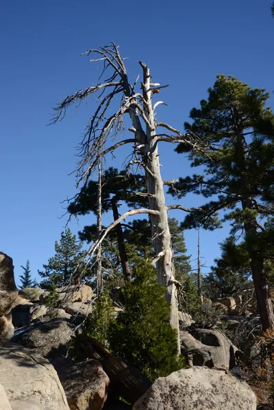 DSC_5109 (Large).JPG